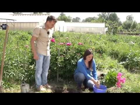 Видео: Пионы. Загородные премудрости. Выпуск 16