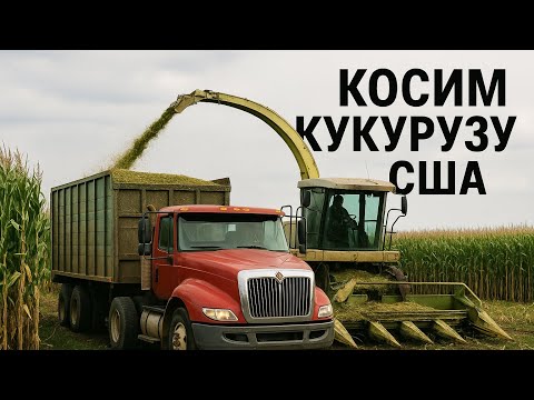 Видео: Убираем кукурузу с полей