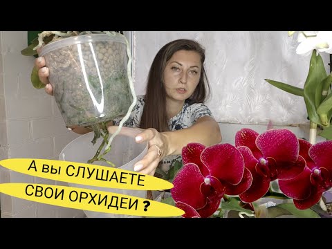 Видео: ОТ ЭТОГО КОРНИ ЗАПОЛНЯТ Горшок / Как правильно ПОЛИВАТЬ ОРХИДЕИ/ Правильный полив орхидей