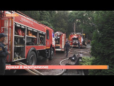 Видео: Пожар в ростовском зоопарке: животные и фонд музея не пострадали
