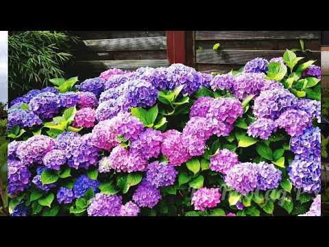 Видео: СЕКРЕТЫ КРАСИВЫХ ГОРТЕНЗИЙ! Как вырастить голубую гортензию?!