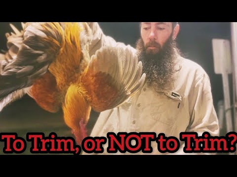 Видео: ЭТО может СПАСТИ ВАШИХ ЦЫПЛЯТ! (Обрезка крыльев и дополнительные советы)