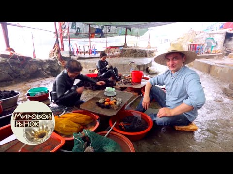 Видео: Южная Корея. Пусан. Рынок Чагальчи 🍅 Мировой рынок 🌏 Моя Планета