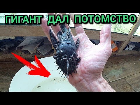 Видео: Гигантский сом прилипала родил мальков. Забираю кладку