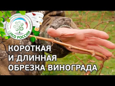 Видео: Короткая и длинная обрезка винограда. Когда делать длинную, а когда короткую обрезку винограда.