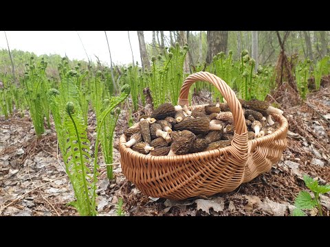 Видео: СМОРЧКИ ПОШЛИ В АТАКУ ! Счастливый день грибника ! Грибы 2021 !