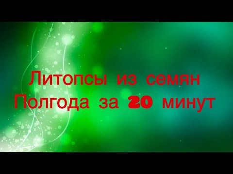 Видео: Семена литопсов с #wildberries Мой опыт посева #succulents