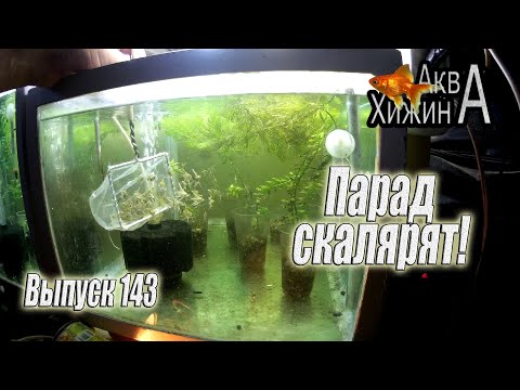 Видео: Массовое переселение малька часть 2 (Аква Хижина, выпуск 143)