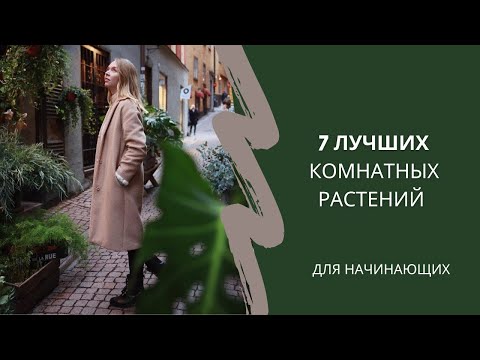 Видео: 7 НЕПРИХОТЛИВЫХ РАСТЕНИЙ | Минималистичный интерьер и цветы