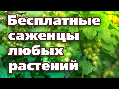 Видео: ЭТИМ СПОСОБОМ МОЖНО РАЗМНОЖИТЬ ЛЮБЫЕ РАСТЕНИЯ ЛЕТОМ