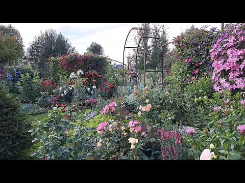 Видео: Обзор сада. Клематисы и розы. 2 часть.