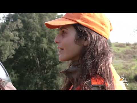 Видео: Охота на кабана в Италии #видео #охота #кабан #кабан #охота #дикий #охотанакабана