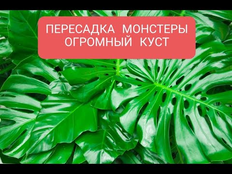 Видео: ПЕРЕСАДКА МОНСТЕРЫ В ДОМАШНИХ УСЛОВИЯХ