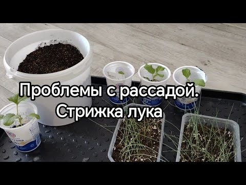 Видео: Проблема с рассадой. Первая стрижка лука-порей. Первый опыт: баклажаны и перцы без пикировки