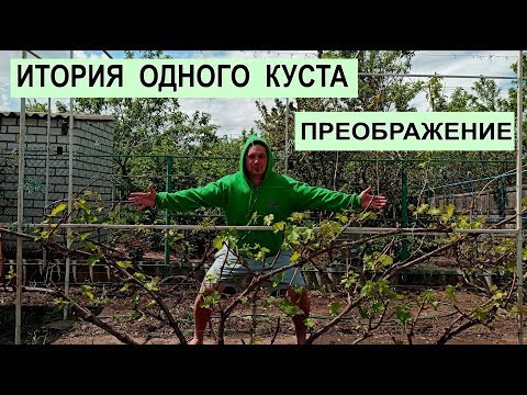 Видео: РЕАКЦИЯ ПРЕОБРАЖЕНИЕ НА ПЕРЕГРУЗ СТОИТ ЛИ ДЕЛАТЬ КОРОТКУЮ ОБРЕЗКУ ВИНОГРАД ПРЕОБРАЖЕНИЕ