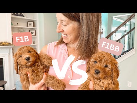 Видео: Какое поколение голдендудля подходит именно вам?