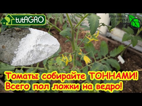 Видео: ПОДКОРМКА ТОМАТОВ ПОСЛЕ ВЫСАДКИ: моя секретная подкормка на вторую кисть. Кисти идут одна за одной.