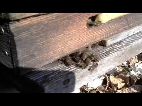 Видео: Грузия 03 Пасека монастыря 1200 м над уровнем моря.