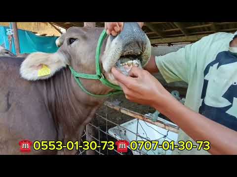 Видео: ТАЗА ШВИЦТЕР ЧЫКТЫ ТУУГАНДАР 6-БАШ УЙЛАР БООЗ СААН БИРИНЧИ ТУУТТАР БИШКЕКТЕ АЛАМҮДҮН РАЙОНУНДА ☎️✅