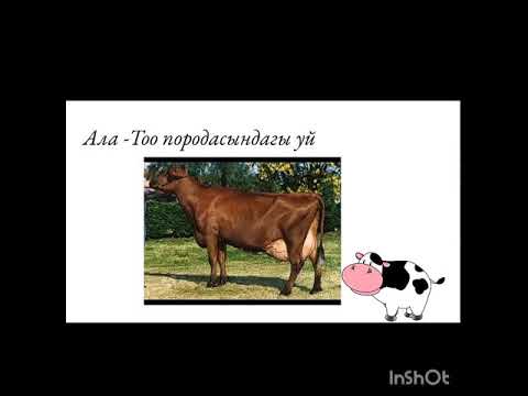 Видео: Бакма сүт эмүүчүлөрдүн мааниси, келип чыгышы жана аларды коргоо