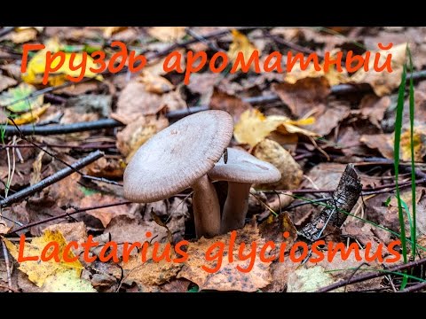 Видео: Груздь ароматный - воистину ароматный!