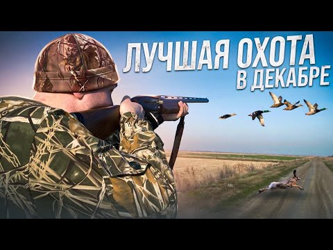 Видео: Лучшая охота в декабре на утку и зайца!!!