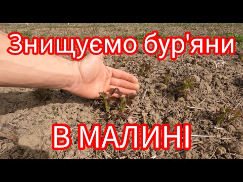 Видео: Знищуємо пирій в ремонтантній малині. Гербіцид для ремонтантної малини.