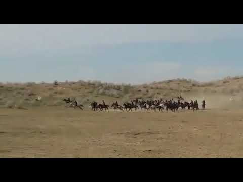 Видео: Міне нағыз көкпар