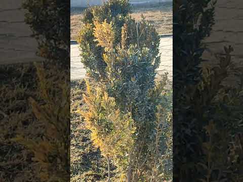 Видео: 155. Г. Жолбунова