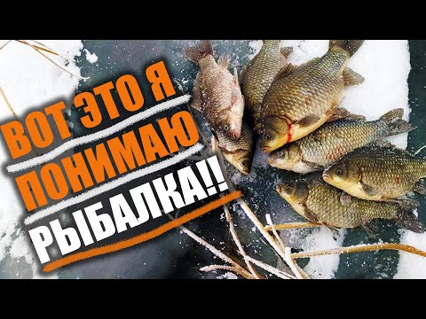 Видео: НАШЕЛ окно в КАМЫШАХ, а там КАРАСЕЙ целая СТАЯ! Удочку чуть не УТАЩИЛИ #рыбалка #2024 #карась