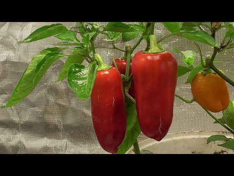 Видео: ГРОУТЕНТ - ПЕРВЫЕ ПЛЮСЫ. Ольга Чернова.