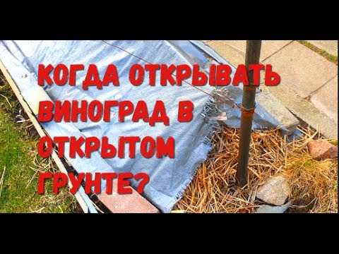 Видео: Когда открывать виноград в открытом грунте?