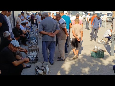 Видео: 29.06.2025  | Урганч Каптар Бозори, Хураз ва Ит кучук бозори нарх наволари!