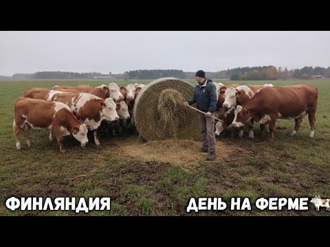 Видео: Как я стал коровьим шеф-поваром в Финляндии🤦‍♂️ - Подкармливаю КОРОВ