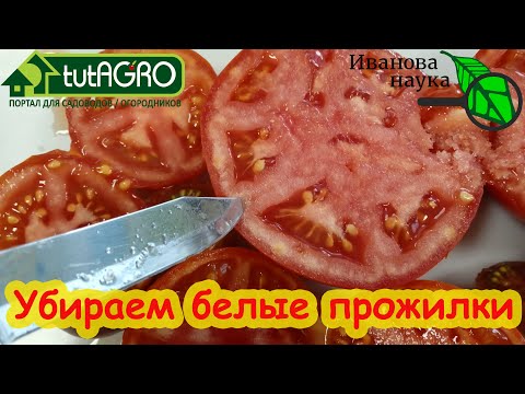 Видео: 4 ПРИЧИНЫ БЕЛЫХ ПРОЖИЛОК и НЕВКУСНЫХ ТОМАТОВ. Убираем все причины сразу!