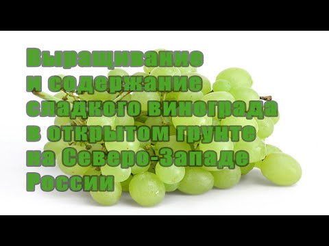 Видео: О выращивании Винограда в открытом грунте в Ленинградской области. Подробно. Полное видео.