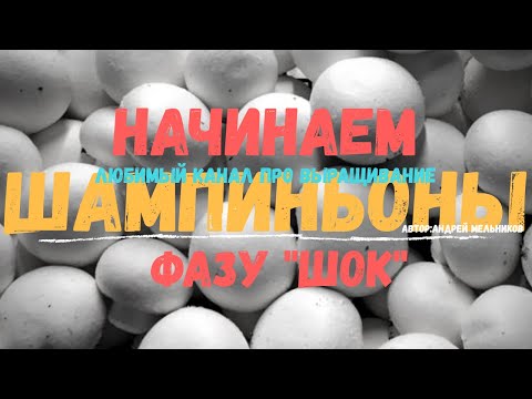 Видео: Начало фазы "ШОК"