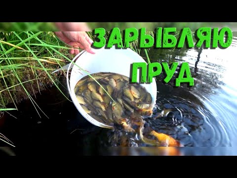 Видео: ✨ ЗОЛОТОЙ КАРАСЬ в моём пруду! Зарыбляем новый водоём – выпускаем мальков! 🐟