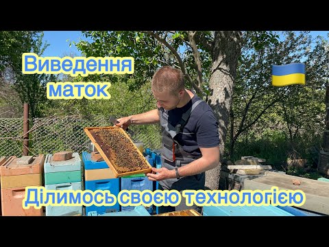 Видео: Повний цикл виведення маток 🐝 Як ми це робимо від А до Я, з усіма секретами ☑️