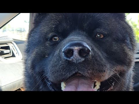 Видео: 3 правила успешной работы с поводком контроллером