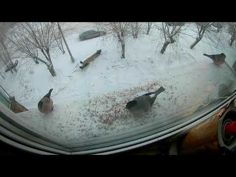 Видео: Недавно установил кормушку для птиц.