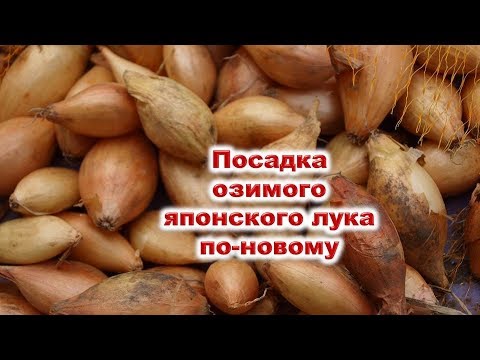 Видео: Посадка озимого лука по-новому. Выбираю новинку японских селекционеров Сеншуй и "голландцев."