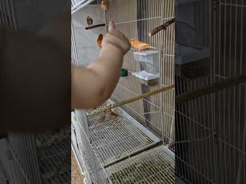 Видео: САВОЛГА ЖАВОП