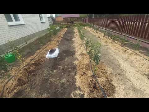 Видео: ГОЛУБИКА КАК БИЗНЕС ДЛЯ НОВИЧКОВ!