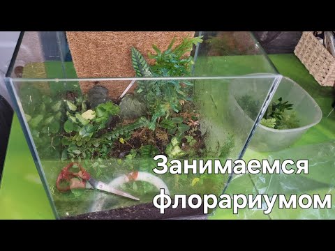 Видео: Прорежаем, укореняем, наводим красоту🥰 во флорариуме