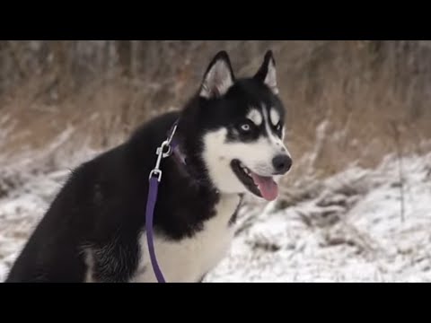 Видео: Догтренинг 522. Безупречный хаски с душой немецкой овчарки