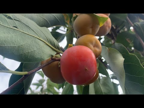Видео: Хурма «Дар Софієвки» перший врожай в цьому році . 27.09.25