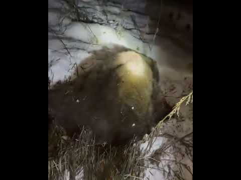 Видео: Медведь людоед пришел в деревню.