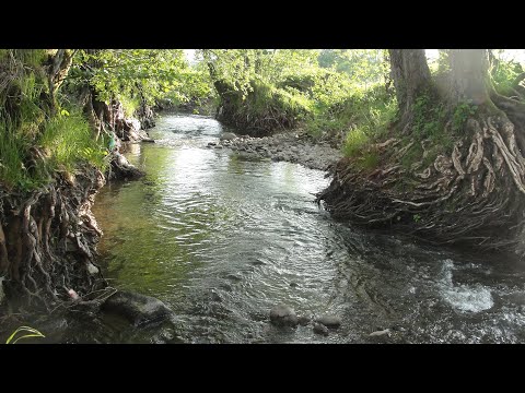 Видео: Риболовля на гірських мікро річках! Які снасті потрібні та де шукати рибу на гірських річках