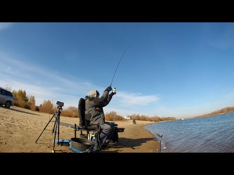 Видео: Полевой тест удилища #Cadence Feeder 10Ft 60 gr — осенняя рыбалка на затоне #OmskFish
